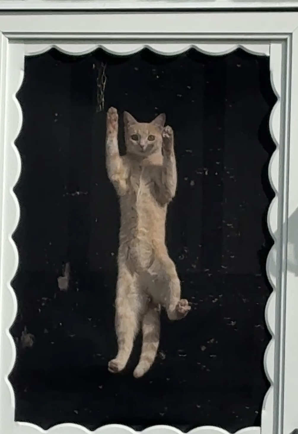 I feel if I didn’t record no one would believe me (of course it’s orange…) #catsoftiktok #neighborhoodwatch #cat 