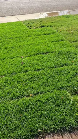 #grass 