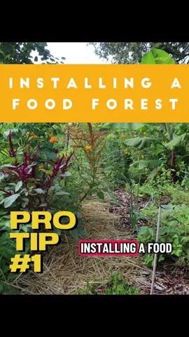 Installing a food forest Pro-tip number 1.  #foodforest #permaculture #permacultura #homestead #homesteading 