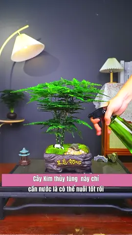 kim thủy tùng bonsai để bàn trà, trang trí phòng khách #kimthuytung #caycanhmini #caycanhphongthuy #caycanhdeban 