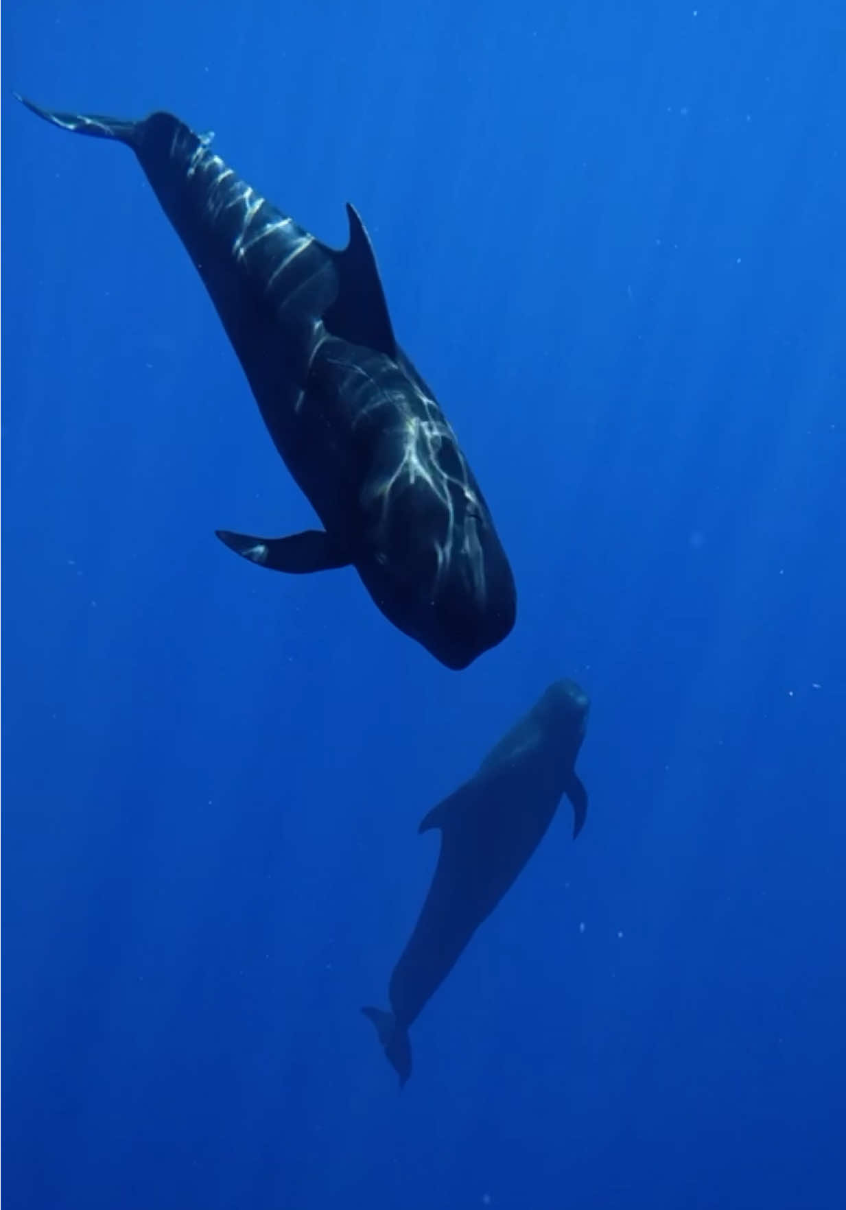 When baby whales start talking 🐋💙 This little pilot whale is finding his voice while the pod chills at the surface. Such a beautiful moment on our Ocean Safari! ✨🌊 #PilotWhale #WhaleTok #OceanMagic #WhaleSounds #MarineLife 