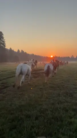 Incredible sunrise during the morning run in #blackbuttestables #blackbutteranch #deschutesnationalforest #horses #sunrise