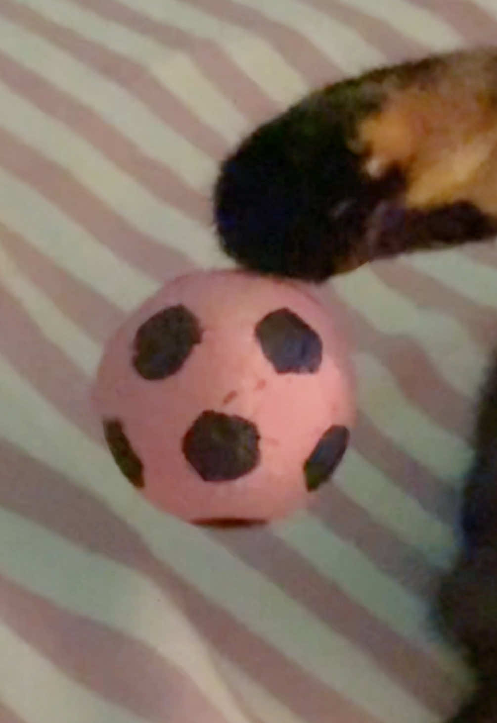 #cat #catvideos #catsoftiktok 