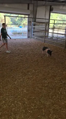 #stockkids #showkids #ffa  #4h #fyp
