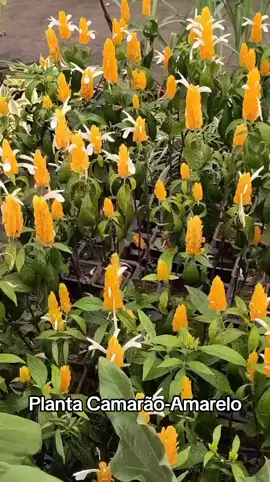 #camaraoamarelo #planta #viveiro #floricultura #fy 