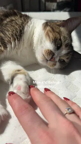 My feisty feline…. 