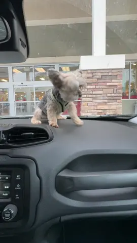 Chewy’s back at it again with these windshield wipers #yorkie #yorkies #dogsoftiktok #Chewy #yorkiesoftiktok