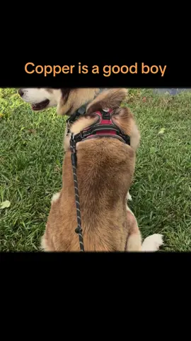 #coppertheredhusky #huskylife #huskysoftiktok #siberianhusky #fyp 