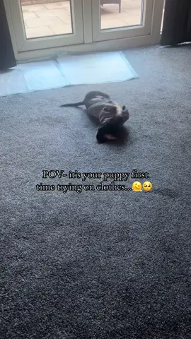 I can confirm he doesn’t like it or understand his arms are meant to stay in the holes🤣#foryoupagе #foru #puppy #funnytiktok #relateable 