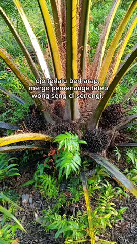 #fyp #petanisawit🌴 