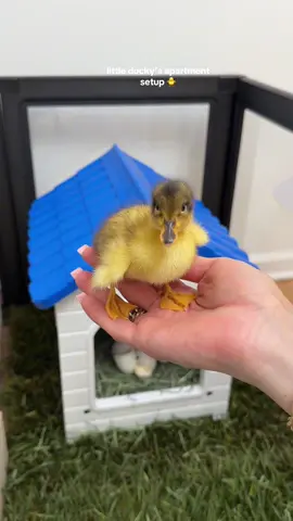 little ducky’s apartment setup 🐥 #duck #duckmom #hatching #cute #fyppppppppppppppppppppppp 