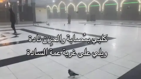 كلبي بمصابة والحزن نادة. باسم الكربلائي. . . . . . . . . . . . . #foryou #شعب_الصيني_ماله_حل😂😂 #باسم_الكربلائي #قصيدة #explore 