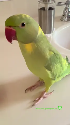 Ricco’s Super Excited 😂 Happy Monday and hope you all had a great weekend. As promised I’m keeping you all updated on Ricco’s Campaign. We only have 18 days left to make this happen, so please share to anyone who you think would love a Ricco Talking Plushie. Comes with two new sounds. 1- BeepBeep 2- you wanna cuddle cuddle 3- dring dring 4- peekaboo 5- hmm? Huh? 5 woof woof.  ———SHIPS WORLDWIDE—- ➡️ LINK IN MY BIO Thank you to everyone who has already pre ordered, Ricco and I really appreciate it. If for any reason we don’t reach our goal you will be refunded the full amount. We’ve made it in the past so hopefully we can do this again. All proceeds will be going to a parrot rescue and I will be having some surprises. Love Julia and Ricco ❤️ #fyp #beepbeep #birds #toys #explorer 