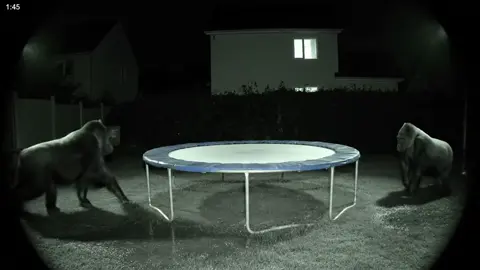#Gorilla jumps on trampoline 
