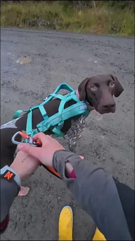 Max is excellent at line out! 😍 this is from yesterdays training. Line out alone is usually easier than with company, but at last workout in Elverum we had several dogs and people around us, and the line out was 10/10!! 🌟 So excited to see if he can keep his head cold when competing too 🤩 #lineout #dogsport #sleddog #bikejoring 