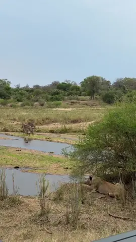 Lioness Stalks Waterbuck Unseen, Danger Closer Than They Know #lion #waterbuck #wildlife #animalworld #bigcats  