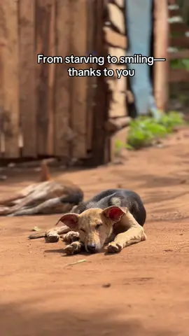 Even the smallest donation makes the biggest difference. Please continue to help us rescue and protect them. 🐾#jenuscaringshelter #fyppppppppppppppppppppppp #DonateToday #dogsoftiktok #fyp 