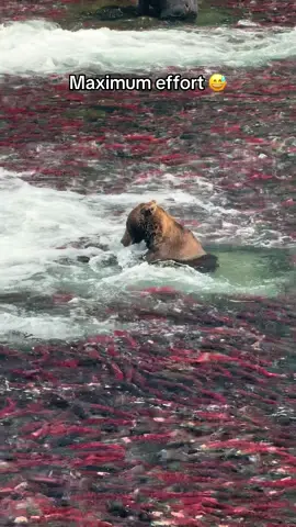 How do the bears of Fat Bear Week get so fat?  Maximum effort 😅.  All jokes aside bears are great at catching salmon and conserving energy, especially when fish are plentiful like this.  Have you ever seen so many salmon?! 🤯. Who do you think will win Fat Bear Week this year? #alaska #wildlifephotography #wildlife #fatbearweek #bears          ⁣⁣          ⁣⁣⁣⁣⁣⁣⁣⁣⁣  