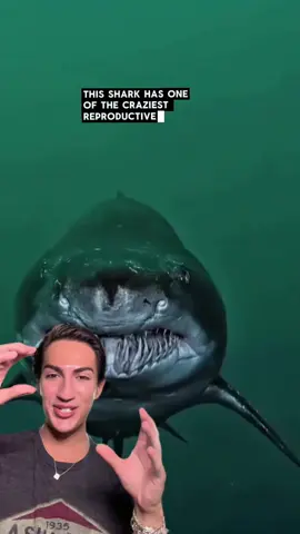 #shark #sharks #biology #marinebiology #animals 