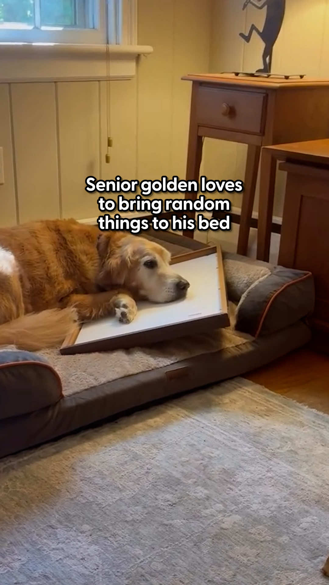 He even steals fine china — but wait until you hear the very heartwarming reason why he does it ❤️ Duke's mom, Cathy, told us about all the random, hilarious objects Duke brings to his bed, and the very adorable (and heartbreaking) reason behind his reckless habit! Catch more of Duke on Instagram: lifewithduke2025