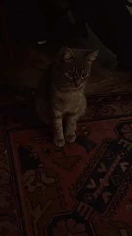 Unutma; kalbini kıranlar belki senden özür dilemez ama Allah adildir. Her gözyaşının hesabını sorar, her sabrın karşılığını verir. Sen sadece kırgınlığını sabırla Allah’a emanet et.#tevvekkul #islamic #stoty 