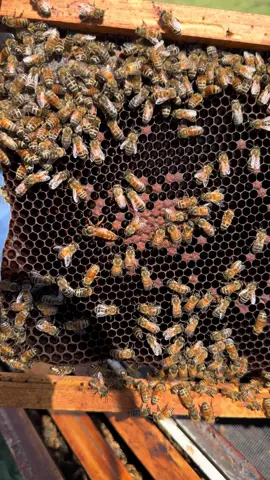 Chasing the Queen around. She’s a quick one. #honeybees #beekeeping #beekeeper #girlsrule #queenbee 