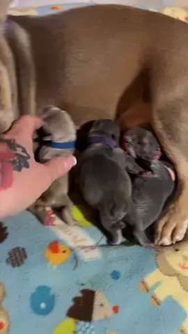 #tiktoklive #livehighlights Kitana feeding time! Blues and Isabellas born on 9/25!  Ready to go on 11/20. Now accepting deposits! We’ve got some ready now! Send me a DM! #fyp #availablepuppies #amoresbulldogs 
