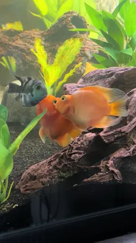 Ridiculous 🤦‍♂️ #fishtok #bloodparrotcichlid #polarparrotcichlid #fishcare #aquarium 