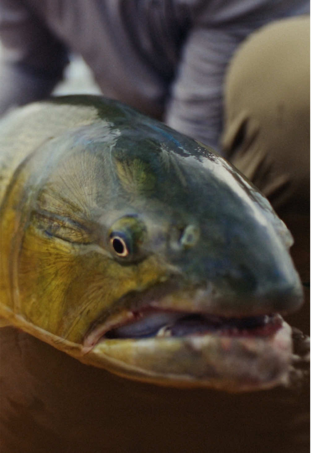 Golden dorado don’t just eat flies… they attack them. Native to South & Central America, these apex predators are built for fly anglers’ dreams. ~ For 20+ years, @setflyfishing has been crafting the ultimate golden dorado experience in Argentina’s Corrientes Province. From jungle marshes to winding rivers, anglers chase dorado across three legendary systems. Itatí, Alondra’i, and Jetu’u, each offering a unique way to target this iconic fish. @flylords explored all three of these locations last season, and trust us, this is a trip every angler should have on their radar. Stay tuned as we break down what makes each fishery so special.  ~ Head to the [FLYLORDSMAG.COM] to catch the full dorado hunting adventure. ~ #Flylords #FlyFishing #Dorado #Argentina #Fishing