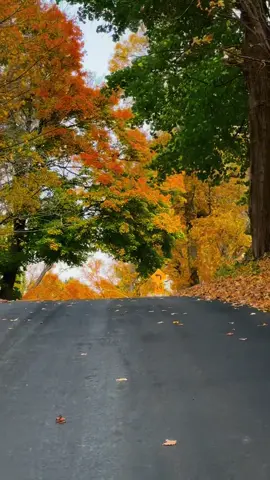 #creatorsearchinsights #autumn #autumnvibes #fallincanada #foryou 