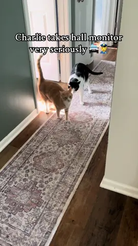 He deserves a raise. #cats #catsoftiktok #wobblycat #charliebear #funnycats 