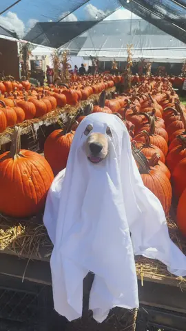 I heard it’s the start of something called spooky season! 👻🍁 #spookyseason #fall #fallvibes #goldenretrieverpuppy #ghostphotoshoot 
