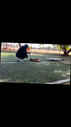 Apollo #fentysuperbrandday #DogTraining #puppypower #realdealdogtraining 