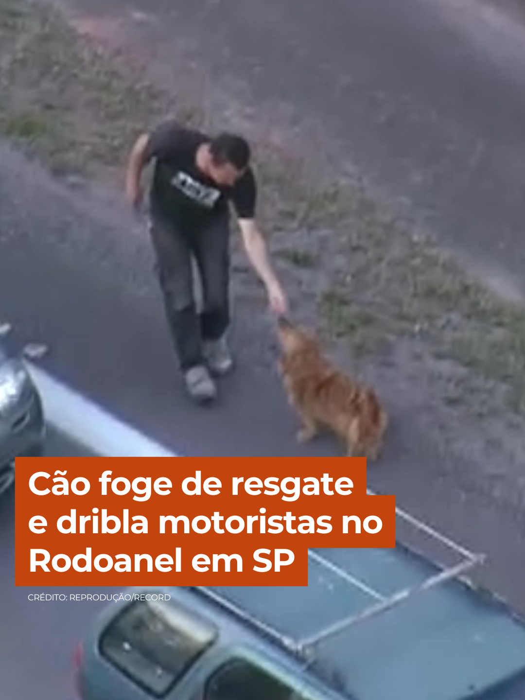 Uma cena inusitada chamou atenção no Rodoanel, em Itapecerica da Serra (SP). Um cãozinho foi flagrado correndo em meio ao trânsito e mobilizou motoristas que tentaram resgatá-lo. Um rapaz chegou a se aproximar para atraí-lo, mas o animalzinho escapou e continuou a fuga.  Se você está fora de São Paulo e quer acompanhar as notícias sobre o cachorrinho, assista ao #CidadeAlerta com sinal liberado e de graça no @recordplus. Acesse: recordplus.com