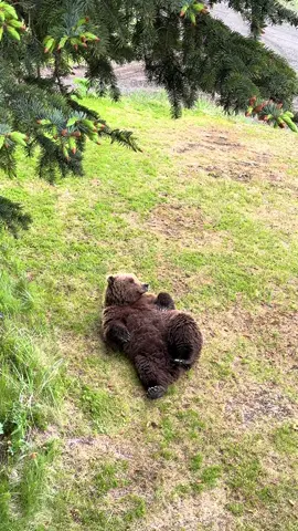 Lazy bear showing off her belly on a slow summer afternoon #alaska #wildlife #alaskabears #alaskalife #grizzlybear 