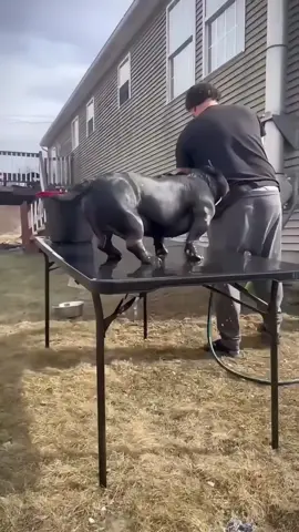 🗣️🗣️🙏🤑 #linganguli #sigma #fyp #viral #brainrot 