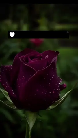 #CapCut #ههولێر_سلێمانی_دهۆك_ڕانیه_کەرکوک_زاخۆ 