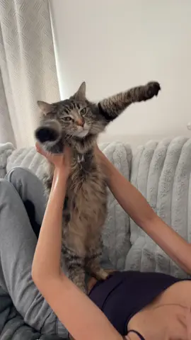 cats love arm stretches #cat #catsoftiktok 