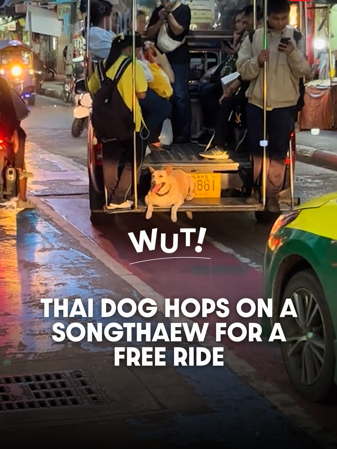 Clever Thai Dog Jumps onto a Songthaew All by Itself! . TikTok user @yyyy164070 captured a video of a clever dog near the entrance of Soi Sukhumvit 113 (also known as Soi Wat Dan Samrong). The dog was seen quietly trotting behind a songthaew before hopping onto the back step and lying down adorably. . Not long after being shared, the clip went viral, with many netizens playfully teasing the dog. Since it was wearing a collar, it’s clear the dog has an owner. Many speculated it might belong to a songthaew owner and was keeping an eye on passengers. . Whether or not it has special privileges is unknown, but one thing’s certain: this dog has become the “big boss” of Soi Wat Dan Samrong. Locals often spot it leaping onto the backs of songthaews — and it never has to pay a single baht for the ride. The question is, where does this little passenger actually get off? If anyone’s ever seen it disembark, do drop a comment! 🐕🤣 . หมาไทยแสนรู้ กระโดดขึ้นรถสองแถวเอง! . ผู้ใช้ TikTok @yyyy164070 ได้ถ่ายคลิปน้องหมาแสนรู้ตัวหนึ่งบริเวณปากซอยสุขุมวิท 113 หรือซอยวัดด่านฯ ขณะที่น้องกำลังแอบเดินย่องตามหลังรถสองแถวคันหนึ่งก่อนจะกระโดดขึ้นไปนอนอยู่บนบันไดท้ายรถอย่างน่าเอ็นดู หลังจากคลิปเผยแพร่ออกไปไม่นานก็กลายเป็นไวรัลและมีชาวเน็ตเข้ามาแซวน้องเป็นจำนวนมาก ซึ่งหากสังเกตจากที่น้องใส่ปลอกคออยู่แสดงว่าเป็นสุนัขที่มีเจ้าของแน่นอน หลายคนจึงเดาว่าน่าจะเป็นทายาทเจ้าของอู่รถและตามมาดูแลความเรียบร้อยของผู้โดยสาร ถึงน้องจะเส้นใหญ่แค่ไหนไม่รู้ แต่ที่รู้คือน้องหมาตัวนี้ถือเป็นตัวตึงแห่งซอยวัดด่านฯ เลยก็ว่าได้ เพราะมีผู้คนพบเห็นน้องกระโดดขึ้นท้ายรถสองแถวเป็นประจำแถมไม่ต้องเสียค่าโดยสารเลยสักสลึงเดียว ว่าแต่น้องเขาจะนั่งไปไหนล่ะคะเนี่ย ใครเคยเห็นน้องลงรถช่วยคอมเมนต์มาบอกกันหน่อยนะคะ 🐕🤣   . . 📹 Video courtesy of TikTok @yyyy164070 . Follow us for more news and updates in Thailand🇹🇭 . #TSLTHWUT #WUT #ViralVideos #Thailand #DogsofTikTok