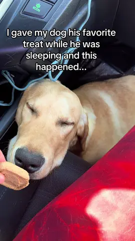 Put the food in front of the sleeping dog #dog #dogsoftiktok #foryourpage #funnyvideos #animals 