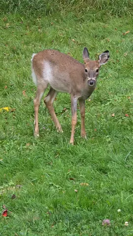 #cute #fyp #nature #funny #deer 