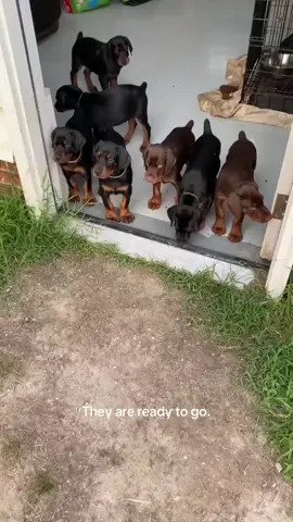 #doberman #puppies #for #adoption 