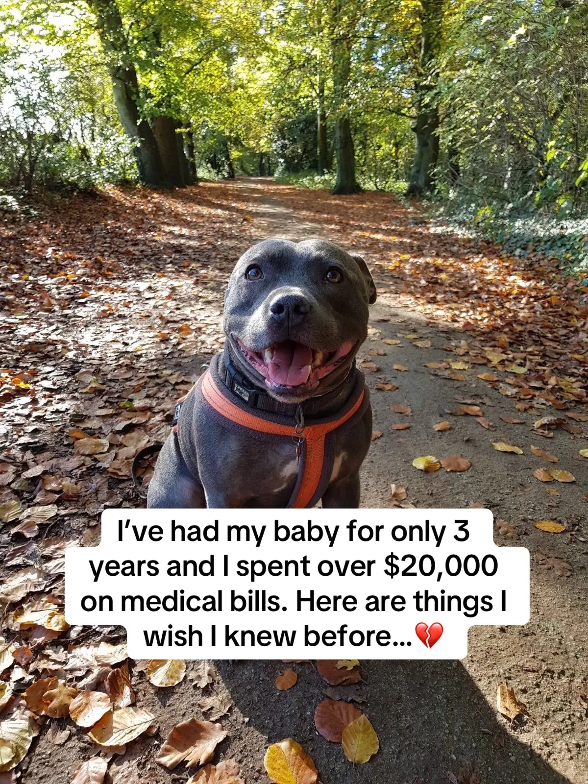 #dog #dogowner #dogcare #doghealth #dogs These are completely avoidable‼️‼️