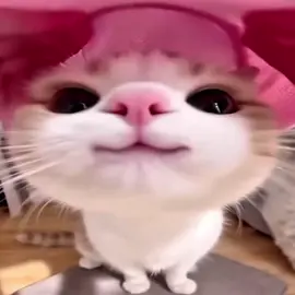 Shut up Chicken 🤞🤞 || #chicken #dog #cute #cat #edit || @Anti @MΛЯZ 🪐 @𝚌𝚊𝚜𝚑 @MAKAI ᴬᴹ @Yusuf 😼 @✮ ⟦𝐀𝐚𝐫𝐚𝐯⟧ ✮ @navya 