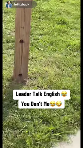 @Juttizback @✌️MR✌️PATTLO @Tiktok headlines @Leader Jan 56 💙✌️ @MR PIND #mrpattlo #funnytiktok #foryoupagе #leaderoftiktok #pindarmy 