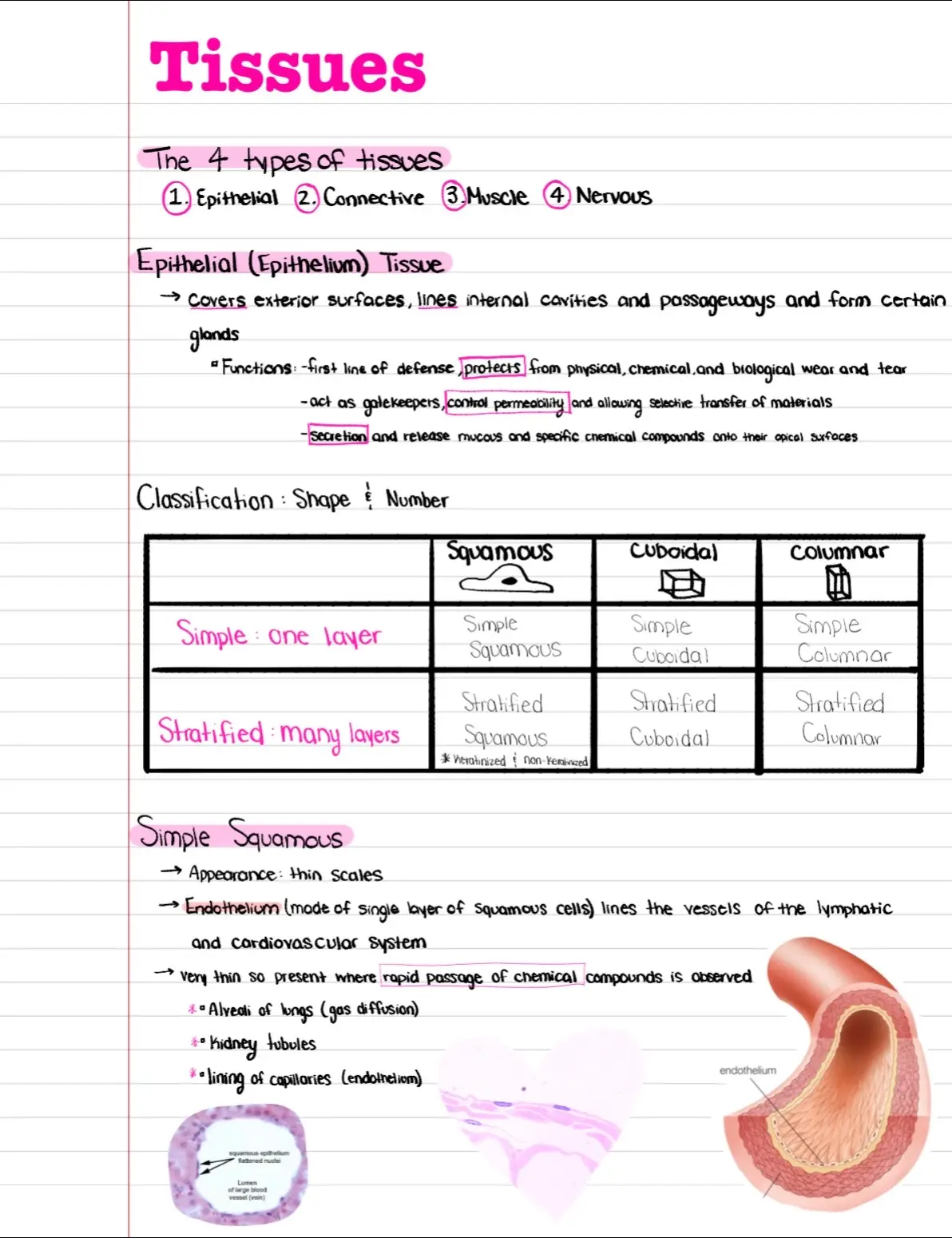 #anatomyandphysiology #histology #tissues #notes #college 