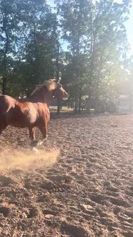 Part 2: I couldn’t even add sound to this… it was impactful enough without ❤️ welcome home girl#horsesoftiktok #horserescue #miracle #drafthorse #killpenhorses 