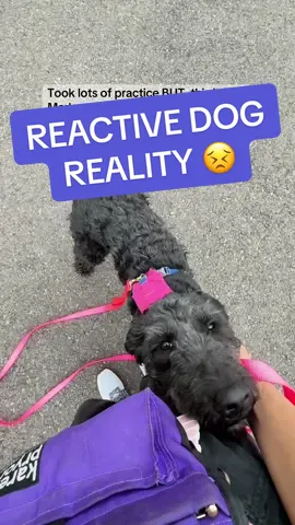 THIS is your proof that: ✔️ Positive training works ✔️ Quick fixes isn’t “training” ✔️ Reputable trainers focus on behavior causes, not simply “stopping” behaviors  Not that long ago Marlowe would have lost her mind with someone that close (sorry it was hard to see), but now, just look how brave she is 🥹🥹 From puppy mill survivor to confident happy girl, this is Marlowe 💜 #reactivedog #DogTraining #dogmomstruggles #rescuedog 