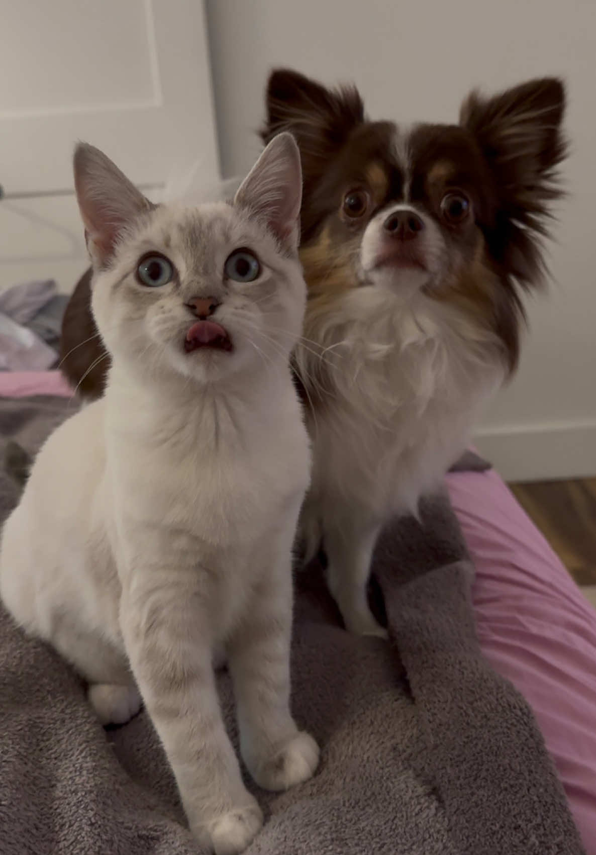 🐶🐱🤝 #catsoftiktok #dogsoftiktok 