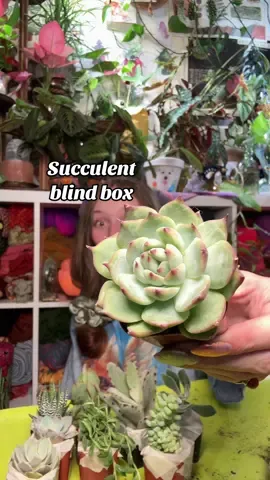 🌾🎃📖 Unrelated but what is a book you want to read?📖🎃🌾 #asmr #planty #bindbox 